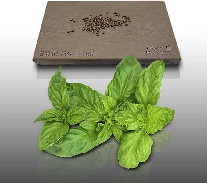 Graines aromatiques basilic