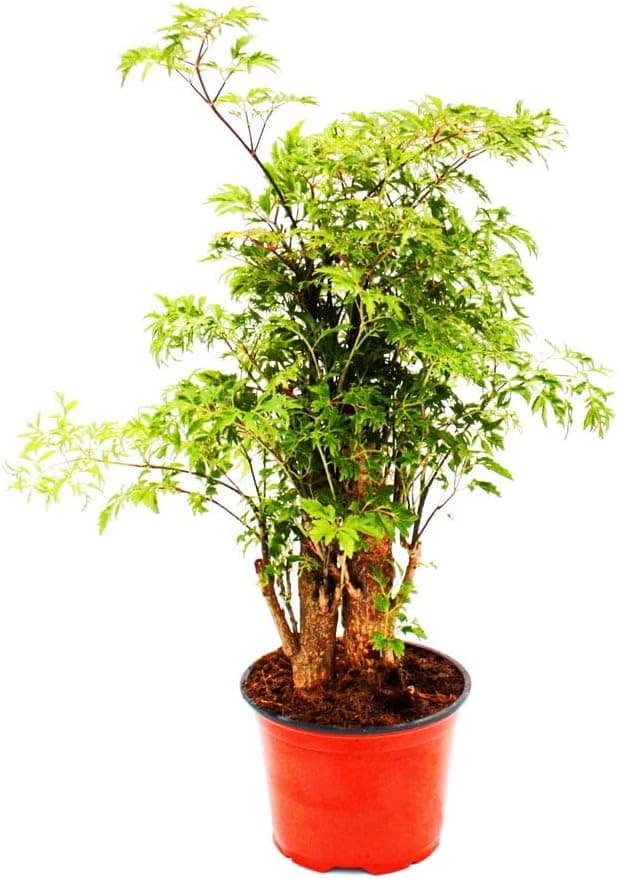 Mini plante d'intérieur en pot